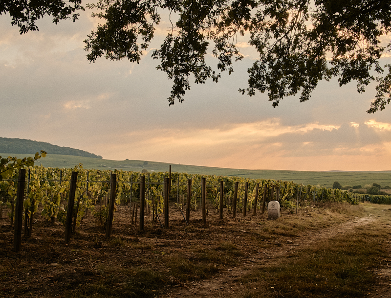 LENOBLE_TERROIR_1